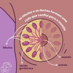 Se conheça melhor - anatomia das mamas 1 Anatomia das mamas 1