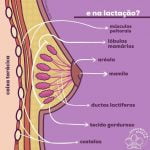Se conheça melhor - anatomia das mamas 3 Anatomia das mamas 2