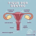 Se conheça melhor - anatomia feminina interna 1 Anatomia interna 1