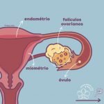 Se conheça melhor - anatomia feminina interna 2 Anatomia interna 1