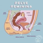 Se conheça melhor - anatomia feminina interna 3 Anatomia interna 3