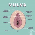 Se conheça melhor - anatomia feminina externa 1 Capa e ilustração anatomia feminina