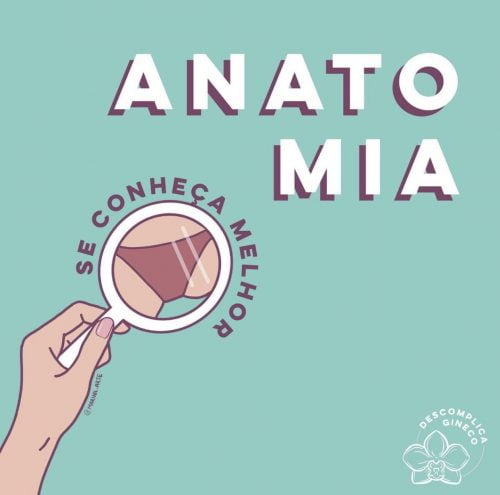 Anatomia externa capa